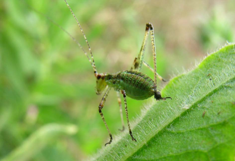 Phaneropteridae